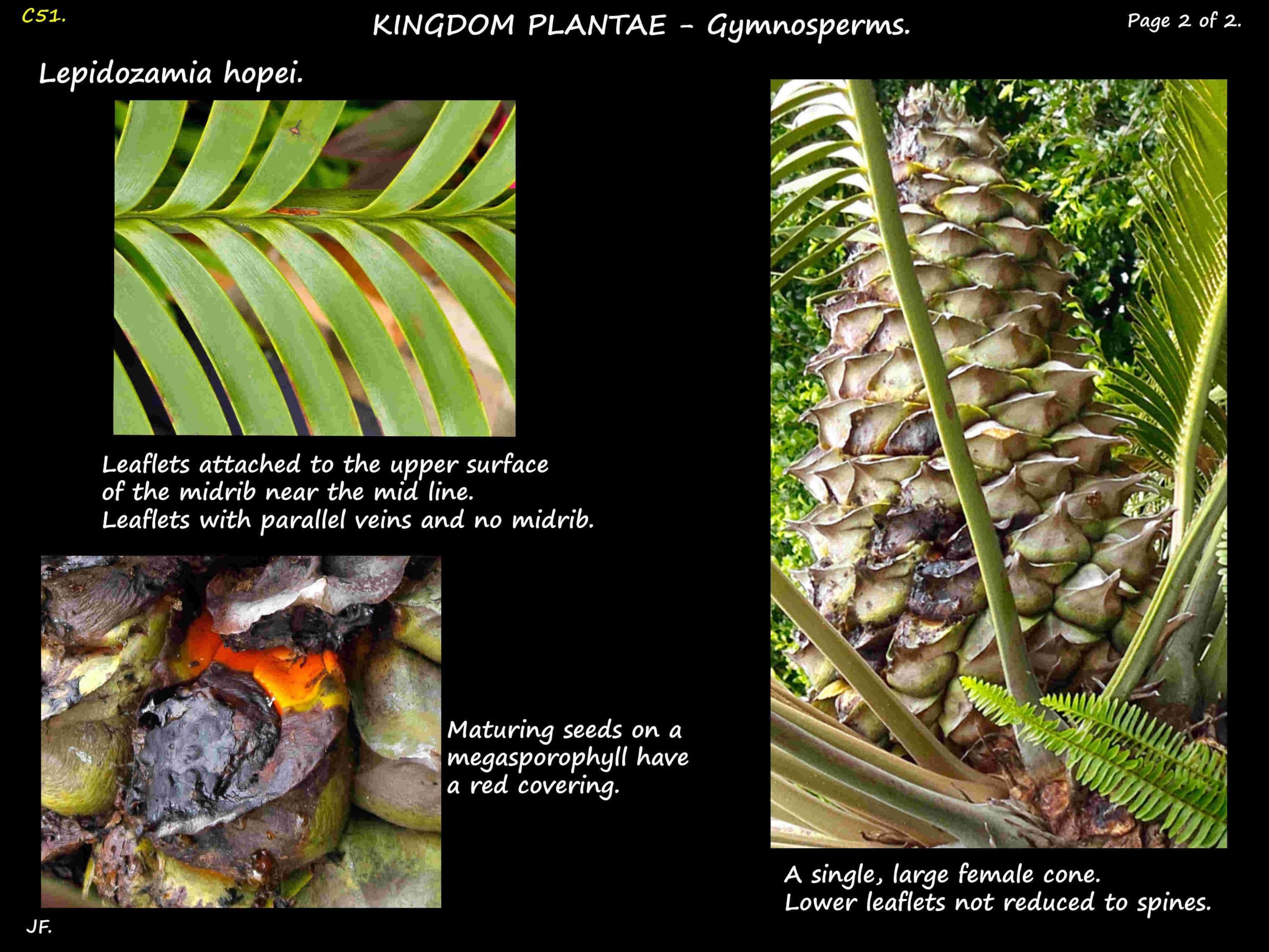 2 Lepidozamia hopei leaf & female cone